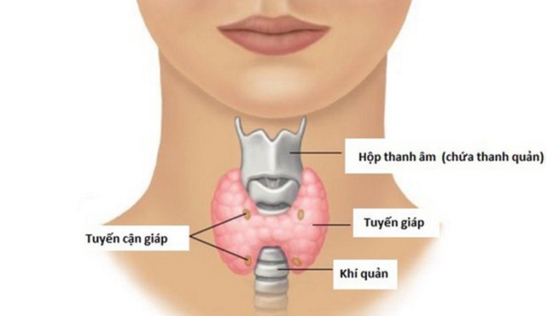 Tuyến cận giáp nằm sau tuyến giáp ở vùng cổ